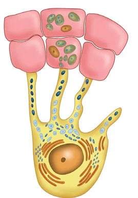 Fig 9. Epidermal melanin unit: a melanocyte transferring melanosomes through dendrites to surrounding keratinocytes.