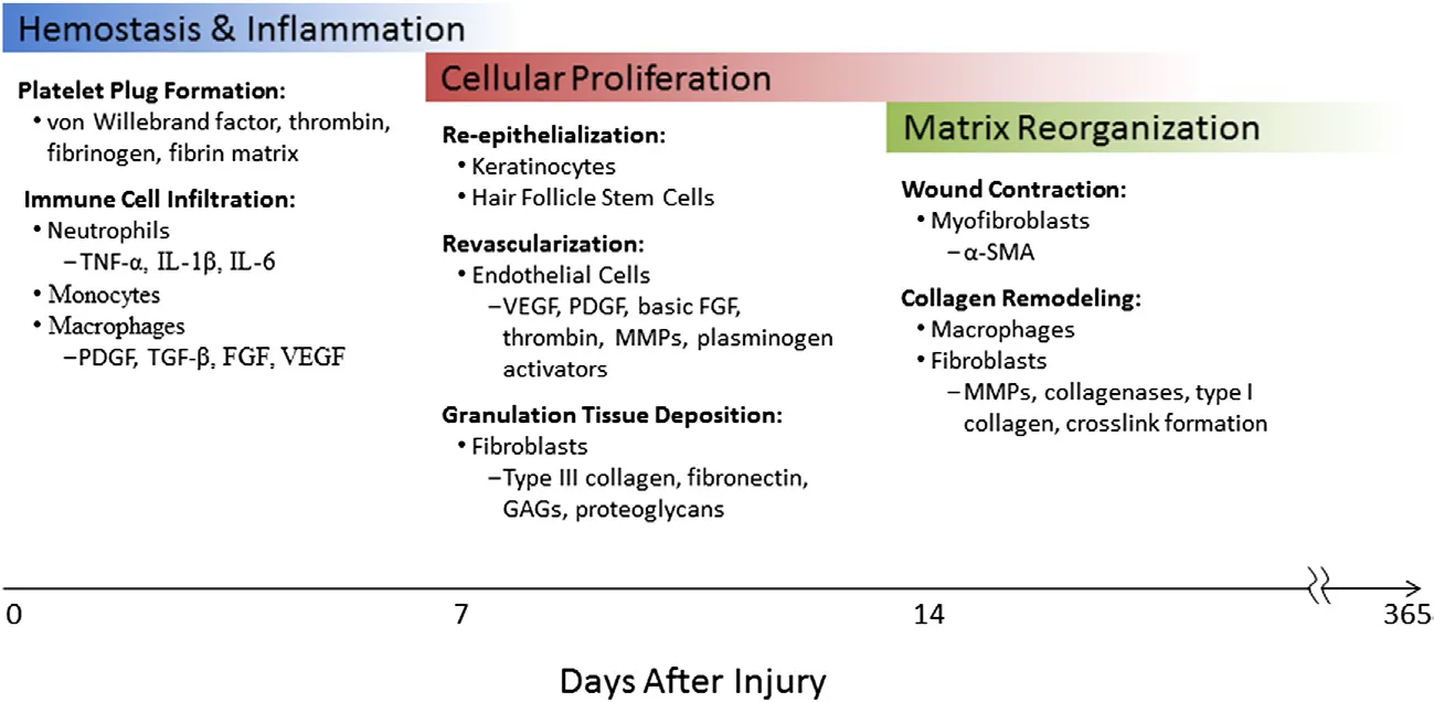 Fig 12. Wound-healing phases from day 0 to day 365 with the cells and mediators of each stage.