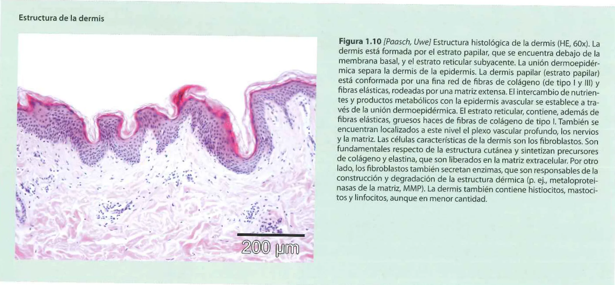 Fig 2. H&E section of dermis showing rete ridges, dermal papillae and the papillary/reticular boundary.