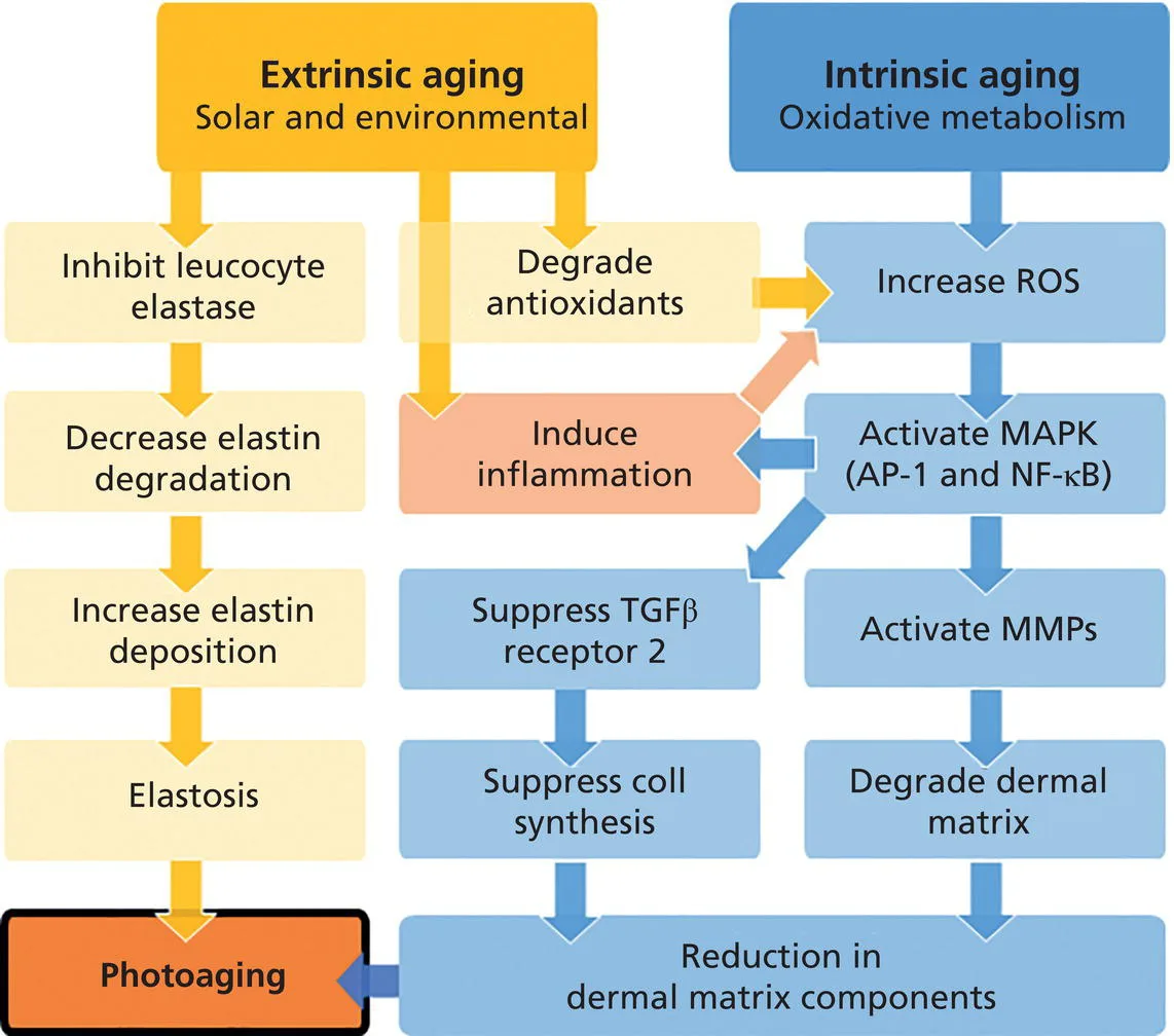 Fig 4. Parallel biochemical pathways of extrinsic and intrinsic aging converging on reduced dermal matrix and photoaging.