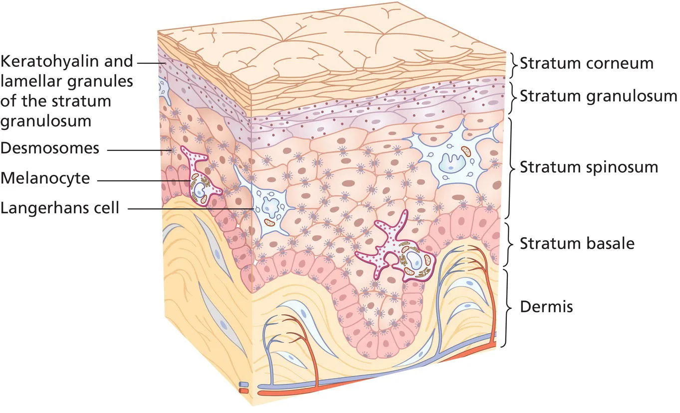 Fig 1. Epidermal layers and resident cells: keratohyalin/lamellar granules of the granulosum, desmosomes, basal melanocyte and Langerhans cell.