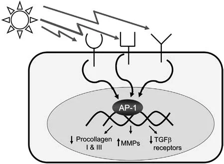 Fig 5. UV-triggered membrane signaling converging on AP-1, reducing procollagen and TGF-β receptors while raising MMPs.