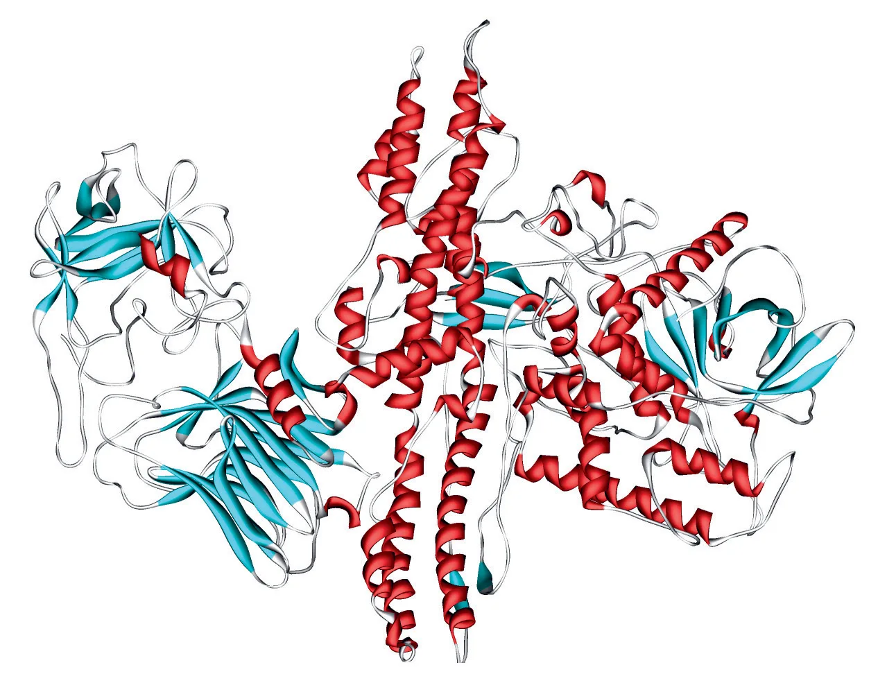 Fig 2. Modelo de cintas de la neurotoxina botulínica, con las hélices α en rojo y las láminas β en cian.