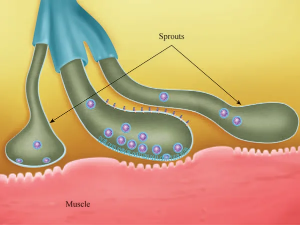 Fig 9. Ilustración de un terminal nervioso motor emitiendo brotes colaterales sobre la superficie muscular.