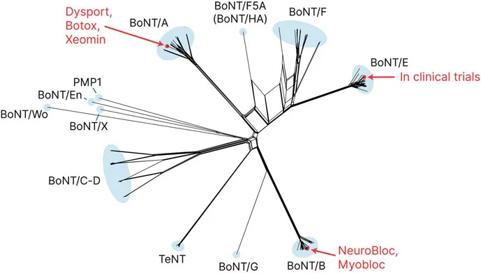 Fig 1. Red filogenética de los serotipos de neurotoxina botulínica, con las marcas comerciales asignadas a su rama