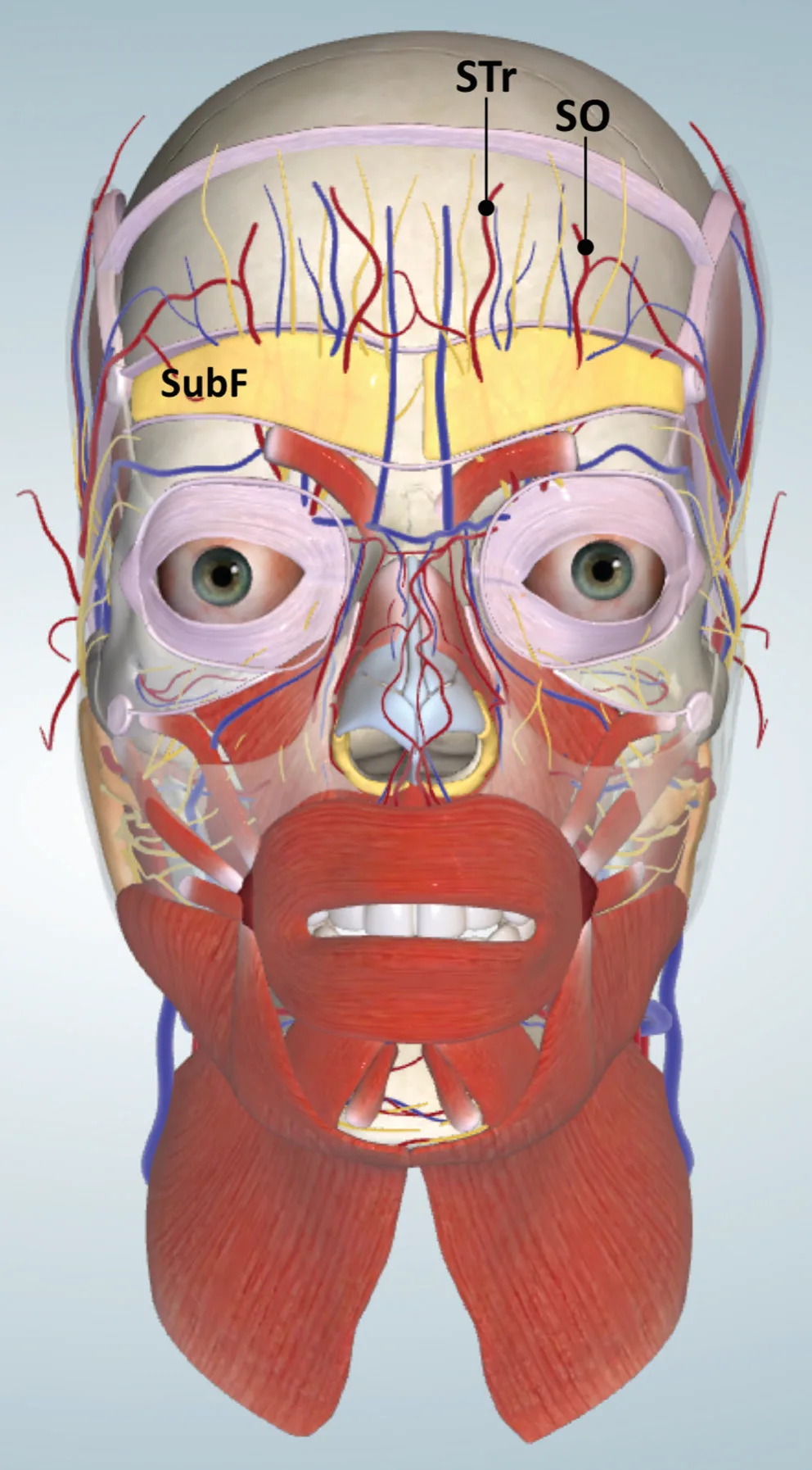 Fig 3. Frontal 3D view of forehead layer 5: the subfrontal fat (SubF, yellow band) between the inferior and middle frontal septa, with the supratrochlear (STr) and supraorbital (SO) vessels emerging from their foramina/notches into it before ascending.