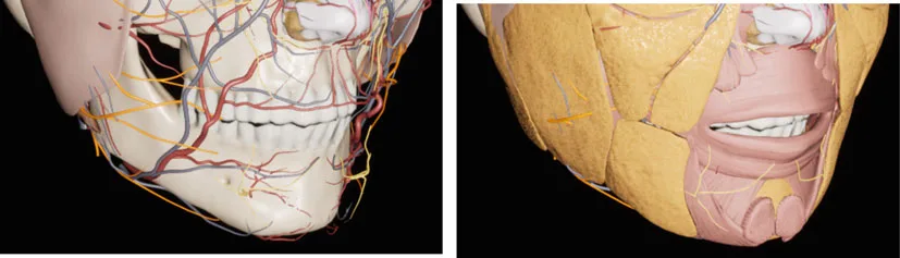 Fig 1. Lower-face neurovascular and muscular anatomy over the mandible
