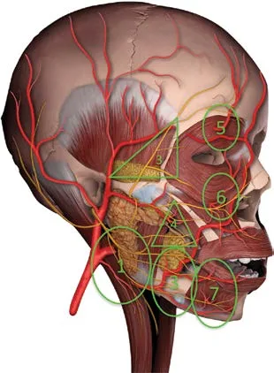 Fig 8. Facial danger-zone map, lateral view: the temporal triangle over the tail and the upper (supraorbital/glabellar) circle mark the two zones this chapter must respect.