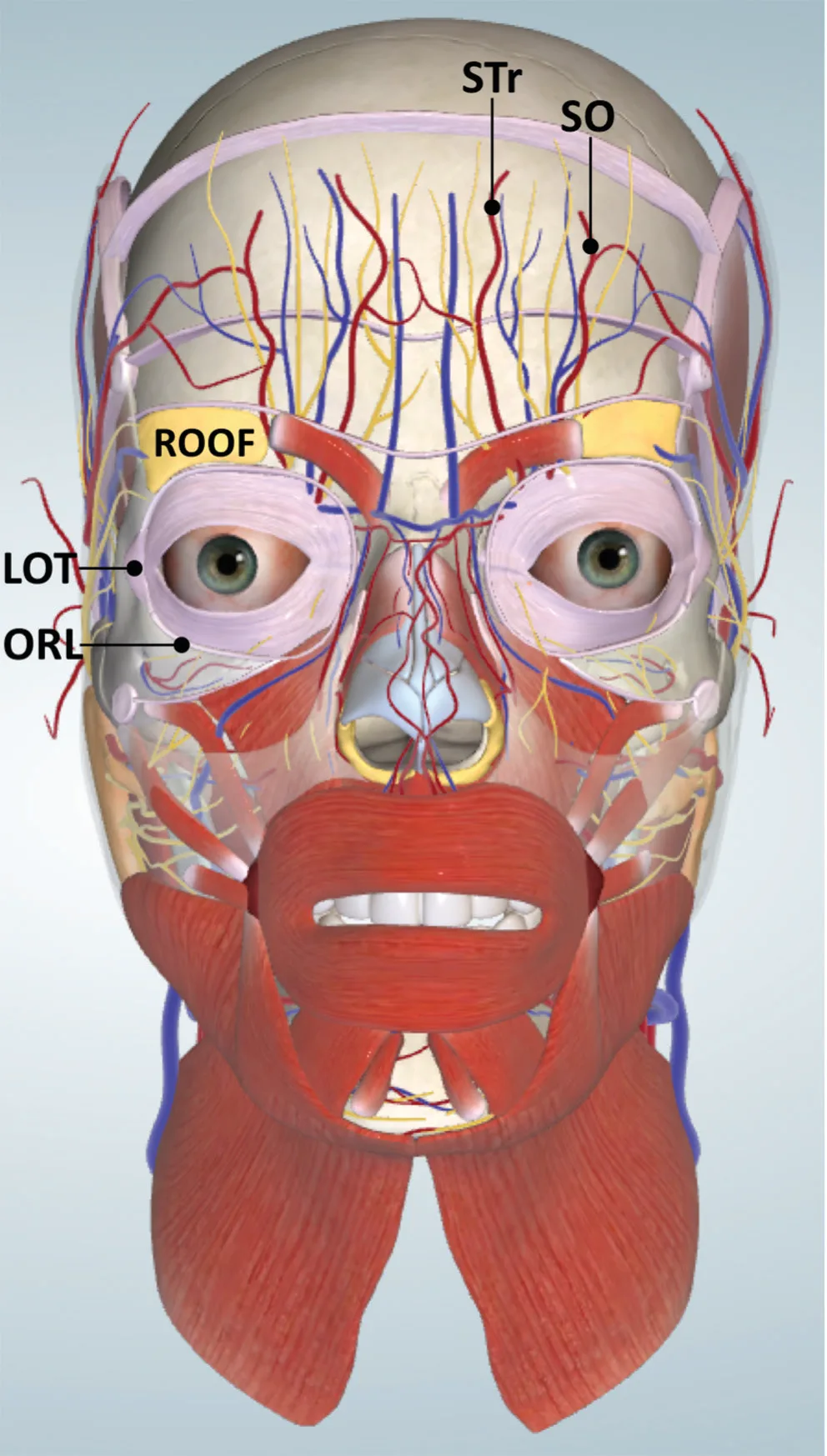 Fig 2. Anterior 3D model: the ROOF (yellow) sits above the orbit, lateral to the ascending supratrochlear (STr) and supraorbital (SO) neurovascular bundles, superior to the orbicularis retaining ligament (ORL) and lateral orbital thickening (LOT).