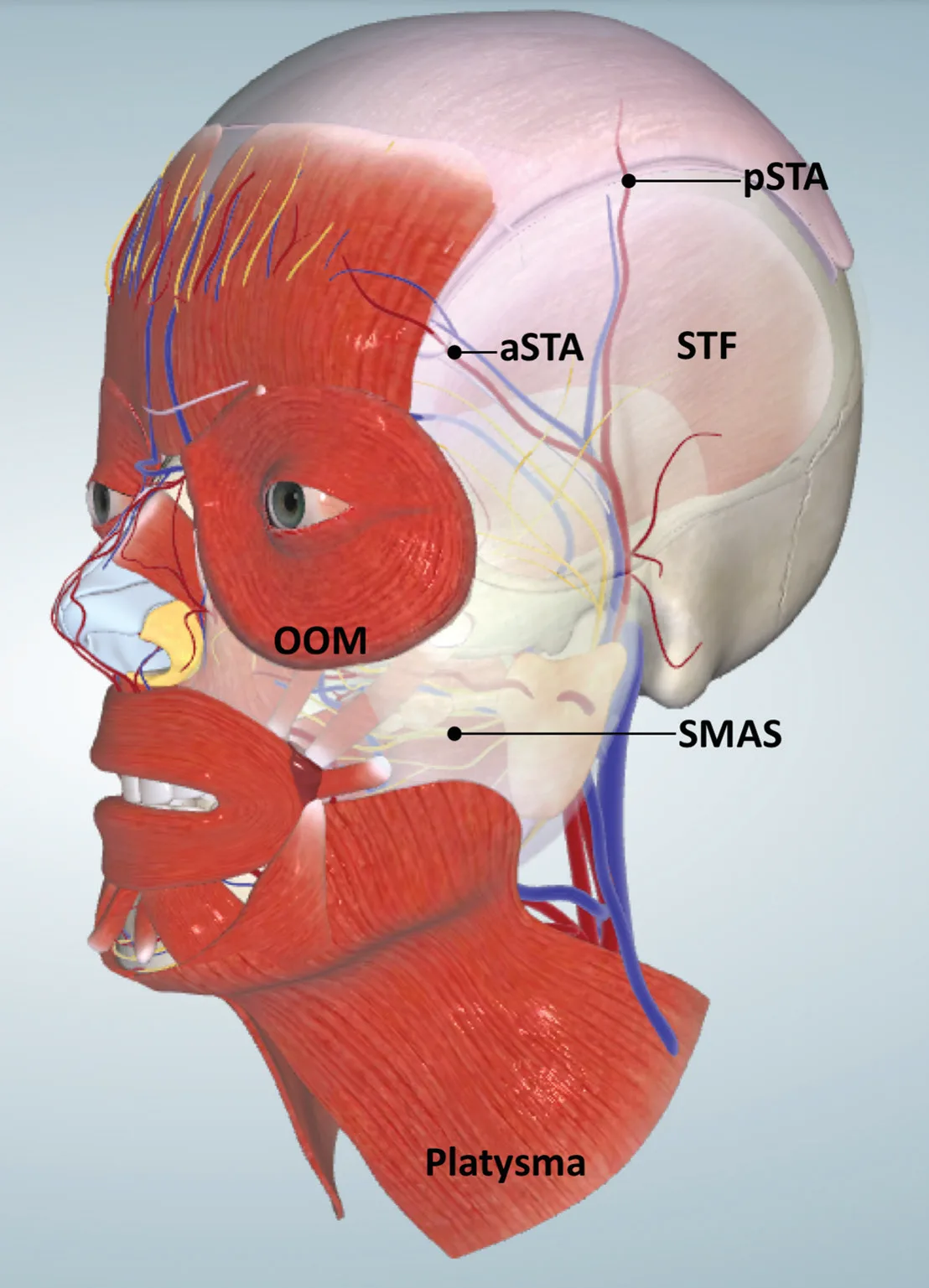 Fig 6. Lateral 3D model: anterior (aSTA) and posterior (pSTA) branches of the superficial temporal artery within the superficial temporal fascia (STF), which is continuous with the SMAS and platysma.