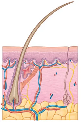 Fig 3. Full-thickness skin construct: epidermis, dermis with adnexa and vascular plexus, and subcutaneous fat. Over the upper lid layers 1-2 are the thinnest of the body and the subcutaneous layer is nearly absent.