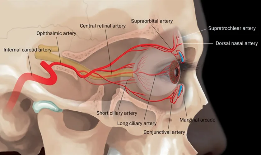 Fig 3. Lateral ophthalmic-artery pathway: internal carotid → ophthalmic → central retinal artery, with supraorbital, supratrochlear and dorsal nasal branches and the ciliary arteries to the globe.