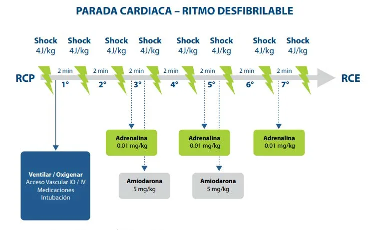 Cronograma de parada cardiaca con ritmo desfibrilable: una línea de tiempo con siete descargas separadas por dos minutos de RCP cada una, y por debajo, adrenalina tras la tercera, la quinta y la séptima descarga, y amiodarona tras la tercera y la quinta. A la izquierda, la caja de acciones simultáneas: ventilar y oxigenar, acceso vascular intraóseo o intravenoso, medicación e intubación. Atención a las dosis: son PEDIÁTRICAS y están expresadas por kilo, 4 J/kg, adrenalina 0,01 mg/kg y amiodarona 5 mg/kg. La estructura temporal sí es la del adulto; las cifras no. Álvarez Leiva, Reanimación cardiopulmonar, material del máster UPO, diapositiva 13.