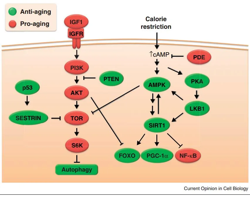 Diagrama de las dos vías de sensado de nutrientes, con los elementos proenvejecimiento en rojo y los antienvejecimiento en verde. A la izquierda, la vía de la insulina y el IGF-1: IGF1 sobre su receptor IGFR activa PI3K y AKT, que activan TOR y luego S6K, y TOR inhibe la autofagia; PTEN frena a PI3K, y p53 a través de SESTRIN frena a TOR. A la derecha, la restricción calórica eleva el AMP cíclico, que activa AMPK y PKA; la fosfodiesterasa lo frena; LKB1 activa AMPK y SIRT1; AMPK y SIRT1 se activan mutuamente, y desde SIRT1 salen flechas activadoras hacia FOXO y PGC-1 alfa e inhibidora hacia NF-kappa-B; AKT inhibe a FOXO y AMPK inhibe a TOR. El eje del diagrama es que todo lo que activa la vía de crecimiento envejece y todo lo que activa la vía del ayuno protege. Material del máster UPO, Nutrición antienvejecimiento, diapositiva 44.