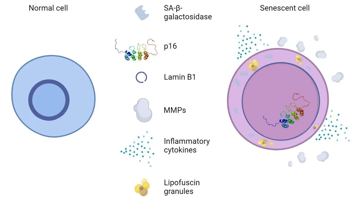 Fig 2. A senescent skin cell is represented by a constellation of markers rather than one defining stain.
