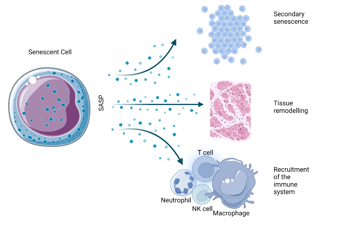 Fig 1. The SASP links a senescent cell with secondary senescence, tissue remodeling, and immune recruitment.