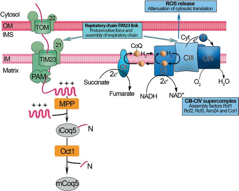 Fig 4. Respiratory-chain organization links substrate-derived electrons, membrane complexes, oxygen reduction, and ROS release.